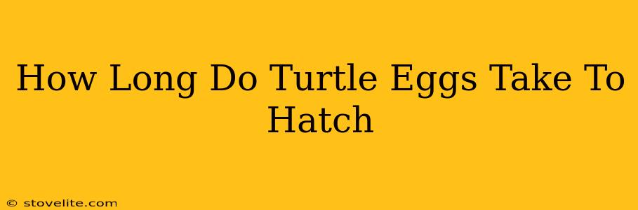 How Long Do Turtle Eggs Take To Hatch