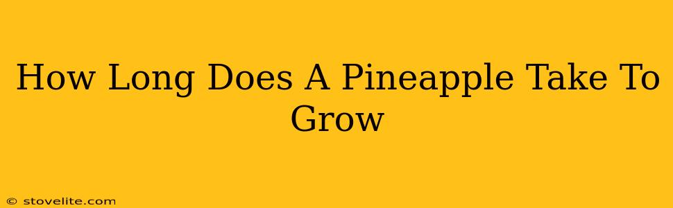 How Long Does A Pineapple Take To Grow