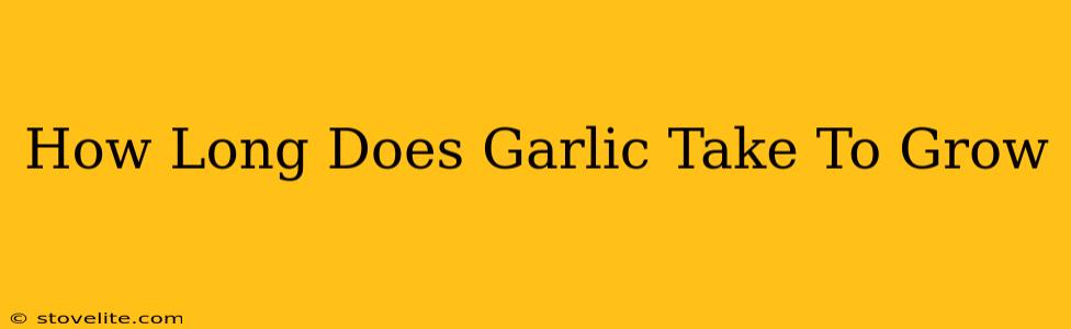 How Long Does Garlic Take To Grow