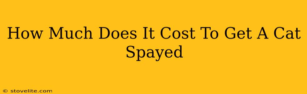 How Much Does It Cost To Get A Cat Spayed