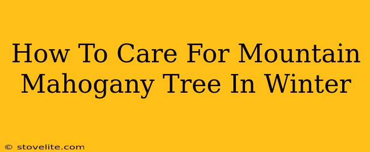 How To Care For Mountain Mahogany Tree In Winter