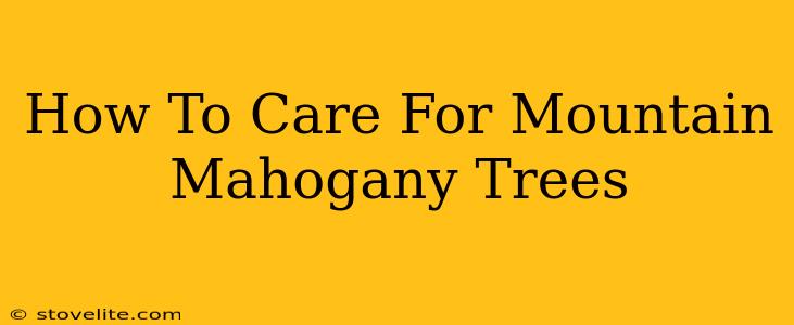 How To Care For Mountain Mahogany Trees