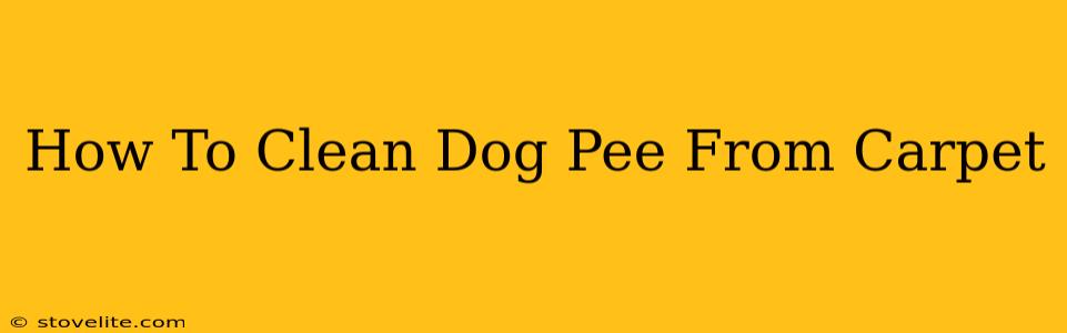 How To Clean Dog Pee From Carpet