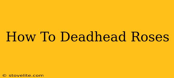 How To Deadhead Roses