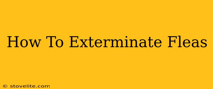 How To Exterminate Fleas