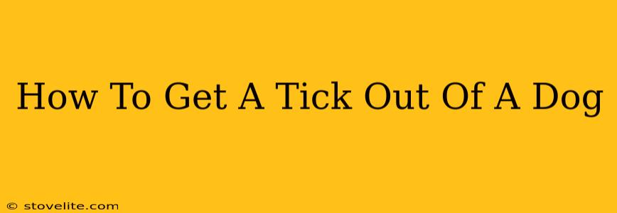 How To Get A Tick Out Of A Dog