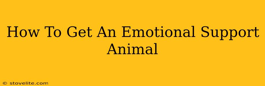 How To Get An Emotional Support Animal