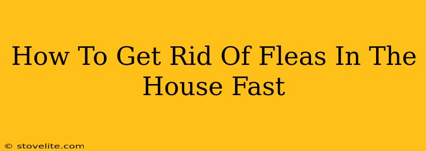 How To Get Rid Of Fleas In The House Fast