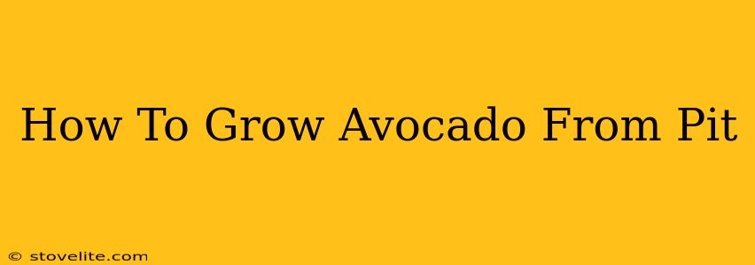 How To Grow Avocado From Pit