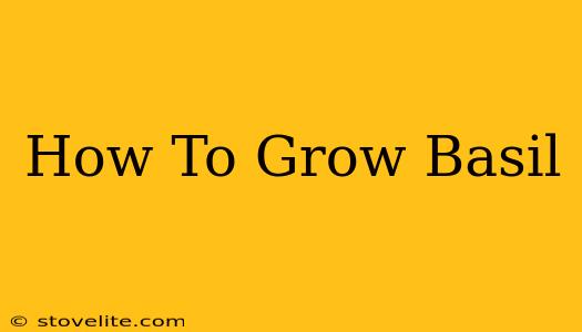 How To Grow Basil