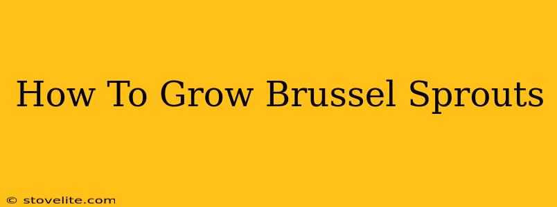 How To Grow Brussel Sprouts