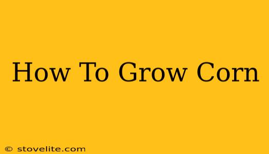 How To Grow Corn