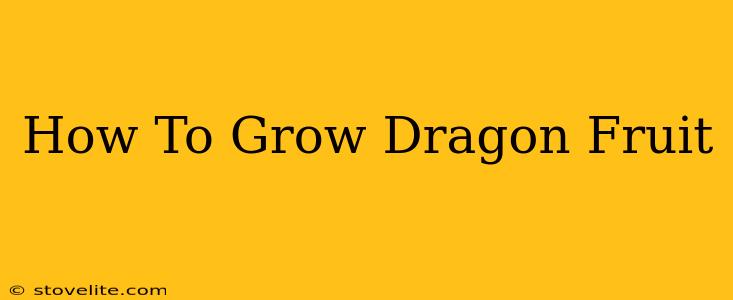 How To Grow Dragon Fruit