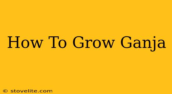 How To Grow Ganja