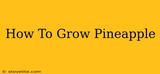 How To Grow Pineapple