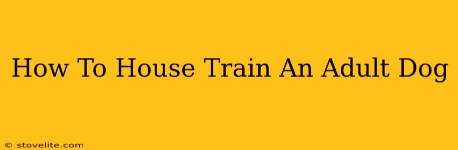 How To House Train An Adult Dog