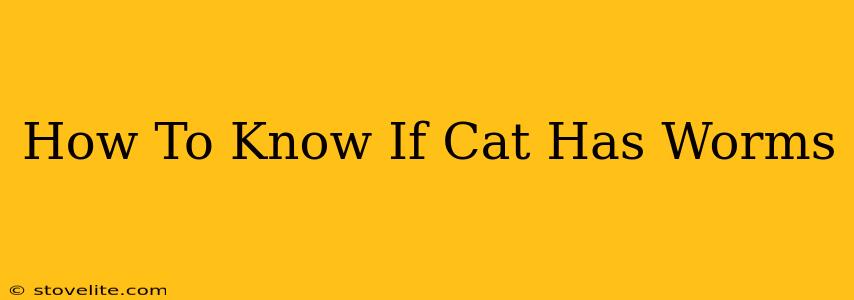 How To Know If Cat Has Worms