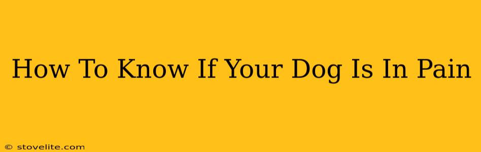 How To Know If Your Dog Is In Pain