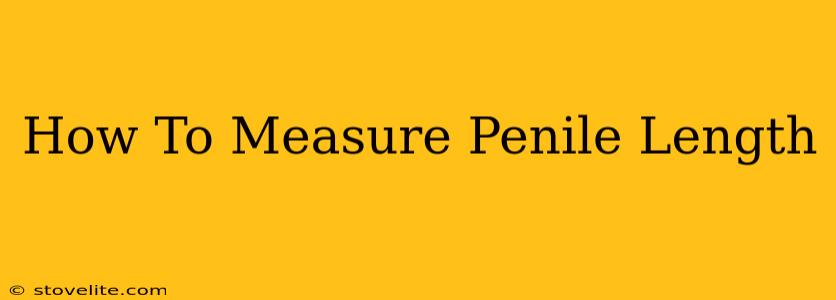 How To Measure Penile Length