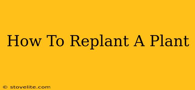 How To Replant A Plant