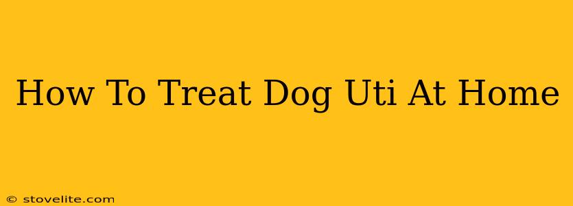 How To Treat Dog Uti At Home