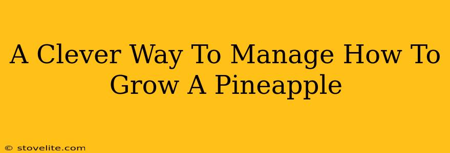 A Clever Way To Manage How To Grow A Pineapple