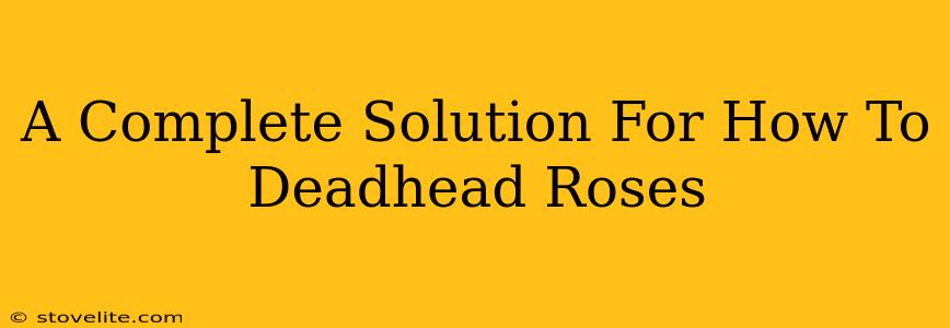 A Complete Solution For How To Deadhead Roses