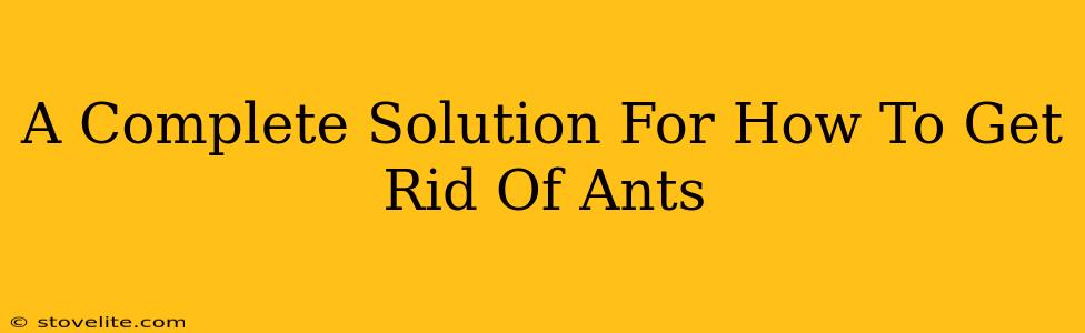 A Complete Solution For How To Get Rid Of Ants