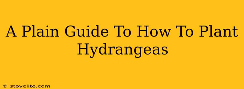 A Plain Guide To How To Plant Hydrangeas