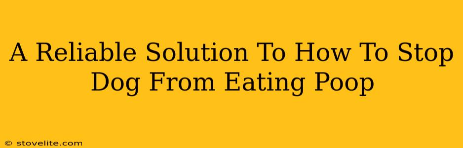 A Reliable Solution To How To Stop Dog From Eating Poop