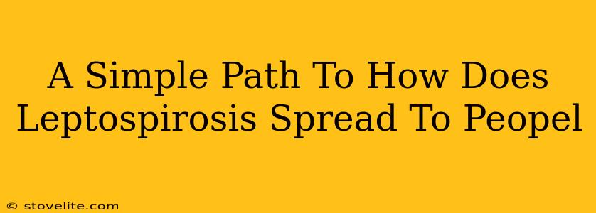 A Simple Path To How Does Leptospirosis Spread To Peopel