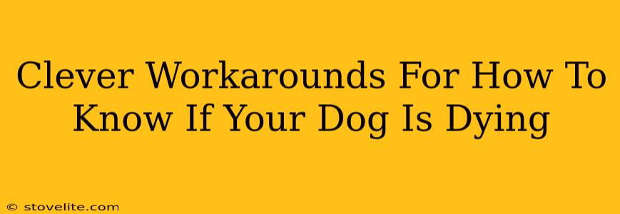 Clever Workarounds For How To Know If Your Dog Is Dying