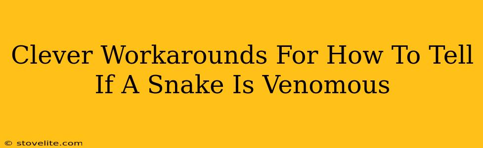 Clever Workarounds For How To Tell If A Snake Is Venomous