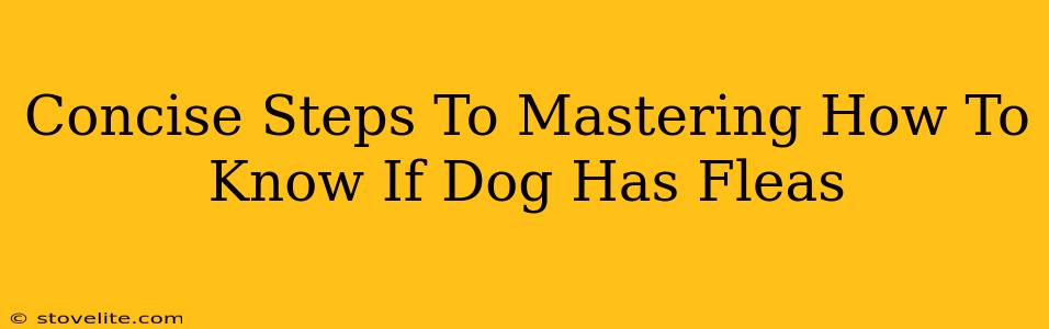 Concise Steps To Mastering How To Know If Dog Has Fleas