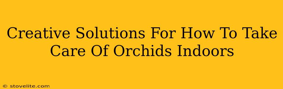 Creative Solutions For How To Take Care Of Orchids Indoors