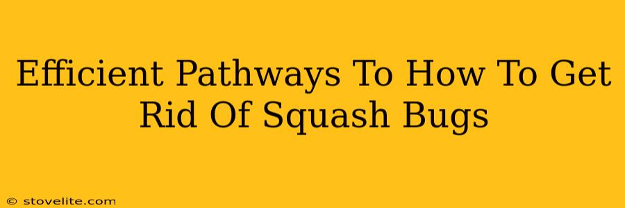 Efficient Pathways To How To Get Rid Of Squash Bugs