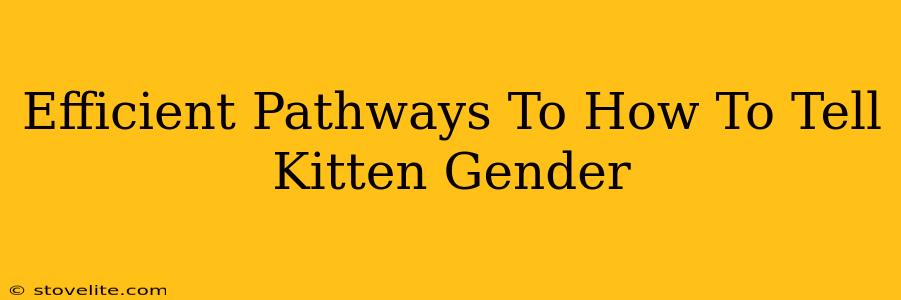 Efficient Pathways To How To Tell Kitten Gender