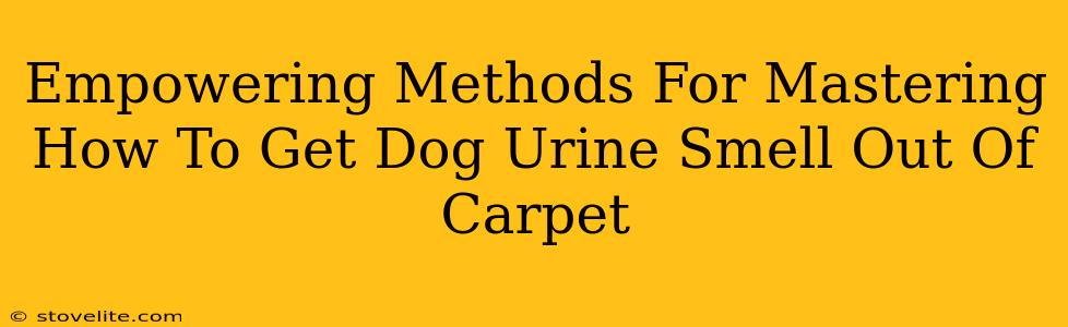 Empowering Methods For Mastering How To Get Dog Urine Smell Out Of Carpet