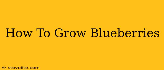 How To Grow Blueberries