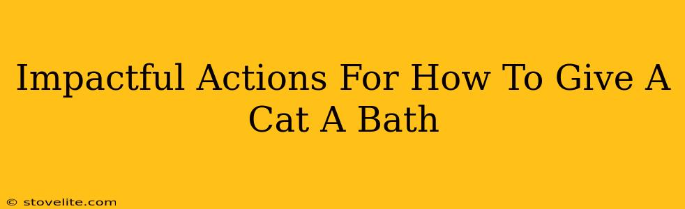 Impactful Actions For How To Give A Cat A Bath