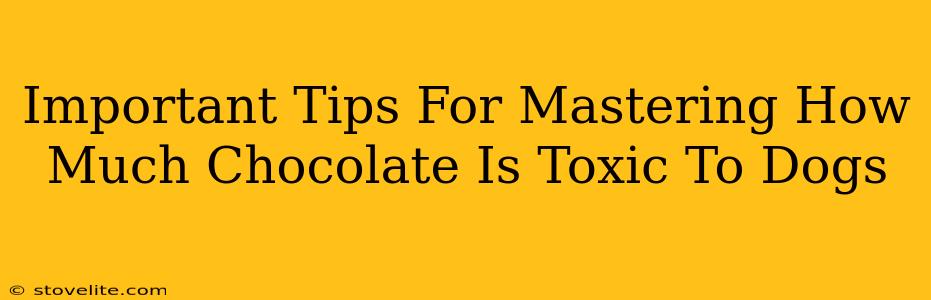 Important Tips For Mastering How Much Chocolate Is Toxic To Dogs