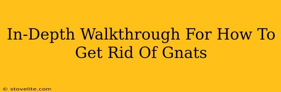 In-Depth Walkthrough For How To Get Rid Of Gnats