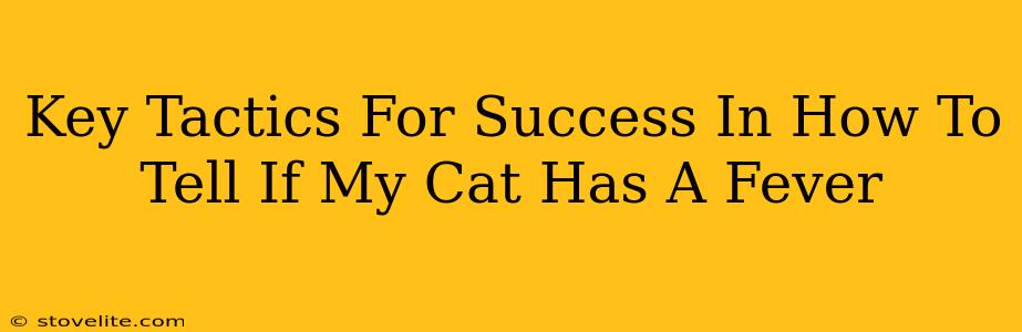 Key Tactics For Success In How To Tell If My Cat Has A Fever