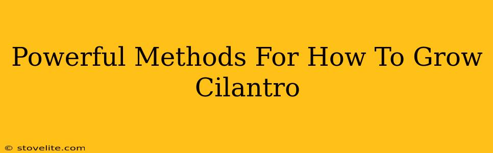 Powerful Methods For How To Grow Cilantro