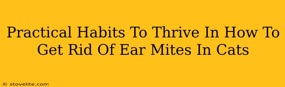 Practical Habits To Thrive In How To Get Rid Of Ear Mites In Cats