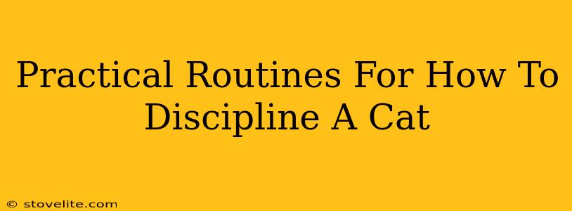 Practical Routines For How To Discipline A Cat