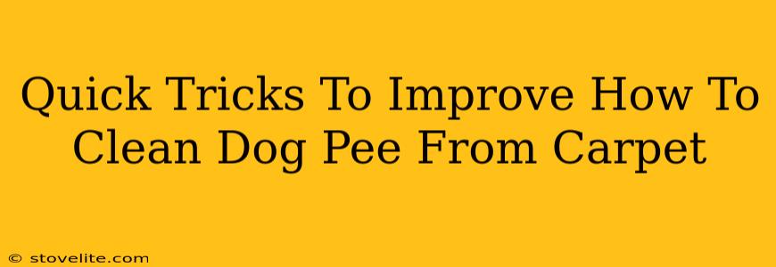 Quick Tricks To Improve How To Clean Dog Pee From Carpet