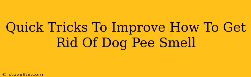 Quick Tricks To Improve How To Get Rid Of Dog Pee Smell