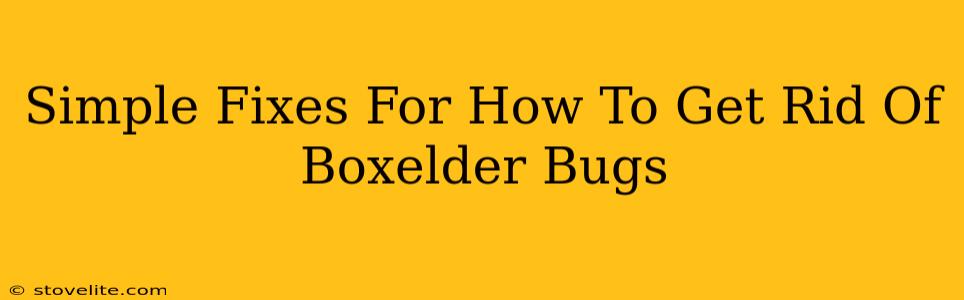 Simple Fixes For How To Get Rid Of Boxelder Bugs