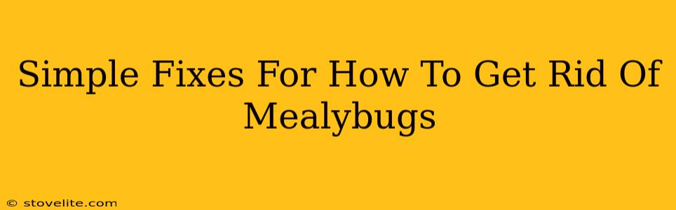 Simple Fixes For How To Get Rid Of Mealybugs